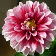 Chronic-Pain Chronic-Pain