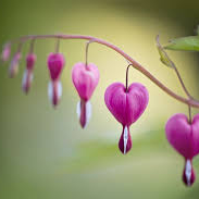 Healing Heart Meditation image Healing Heart Meditation image