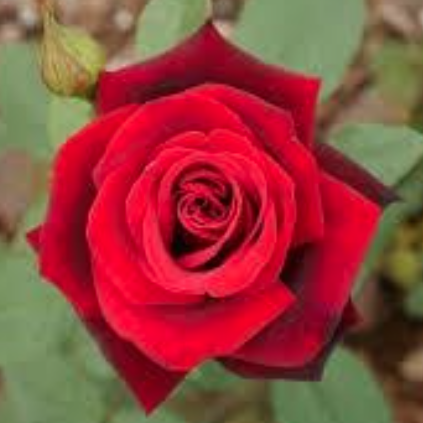 Screenshot 2020-05-04 at 12.43.51 Screenshot 2020-05-04 at 12.43.51